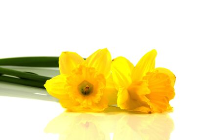 narcissus on white background in springの写真素材