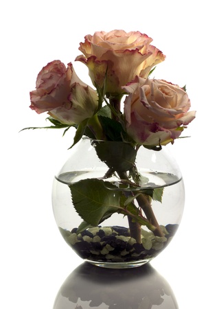 vase with orange roses isolated on whiteの写真素材