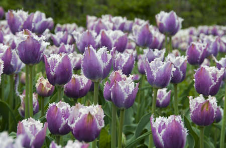 field with tulips on the floriade 2012 world horticultural expoの写真素材