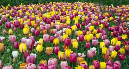 field with tulips on the floriade 2012 world horticultural expoの写真素材