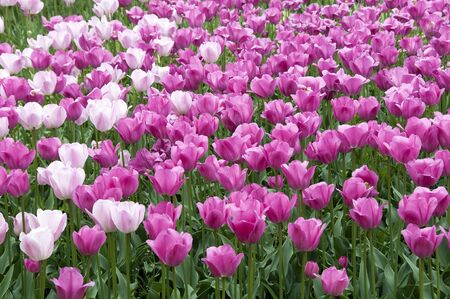 field with tulips on the floriade 2012 world horticultural expoの写真素材