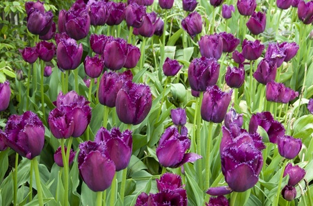 field with tulips on the floriade 2012 world horticultural expoの写真素材