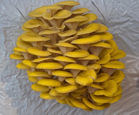 yellow vertical cultivated eatable mushrooms の写真素材