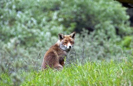 Wild red fox in  forest in Hollandの写真素材