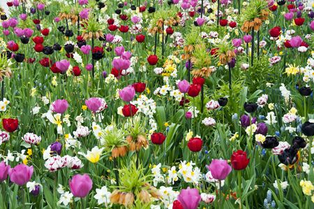 wild flowers in garden as backgroundの写真素材