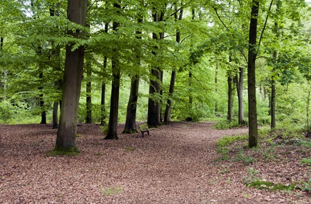 green forest in holland with wooden stoolの写真素材