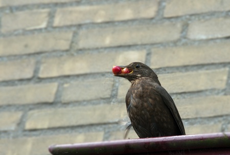 brown blackbird with berries in his beakの写真素材