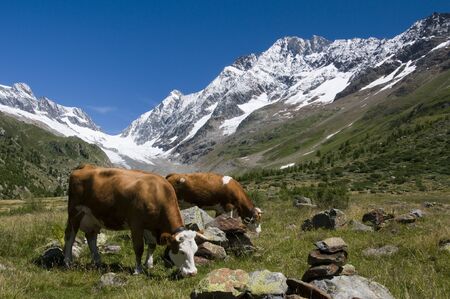 cows in the Switzerland mountains with the falzeralp in the backgroundの写真素材