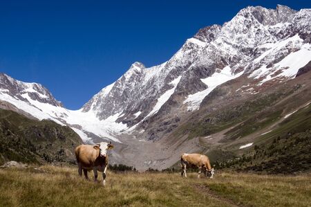 cows in the Switzerland mountains with the falzeralp in the backgroundの写真素材