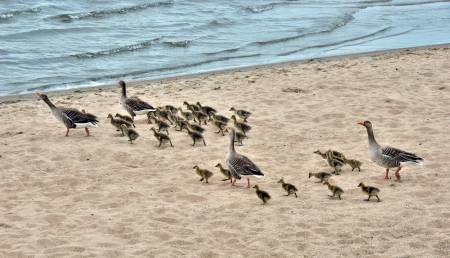 family gooseの写真素材