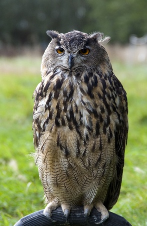 owl on a birdshow , looking front cameraの写真素材