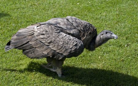 condor sitting on a wild bird showの写真素材