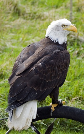 sea eagle on a bird show with blur backgroundの写真素材