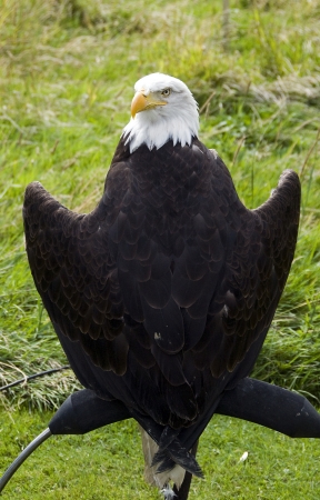 vulture bird on a wild bird showの写真素材