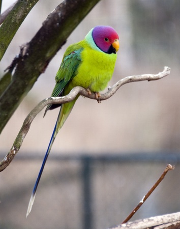 Plum headed parakeet の写真素材