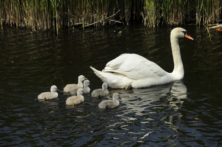 swan family with young birdsの写真素材
