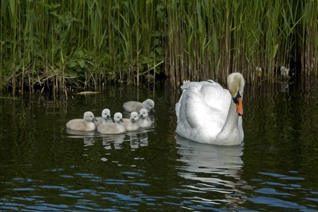 swan family with young birdsの写真素材