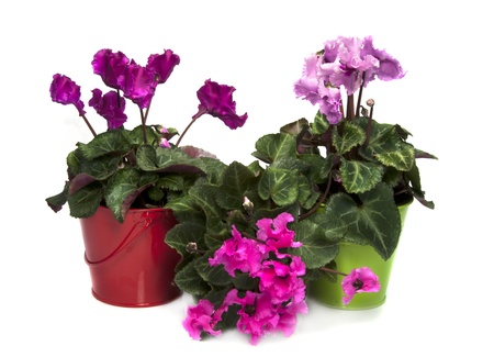 pink and purple cyclame flowers on isolated white backgroundの写真素材