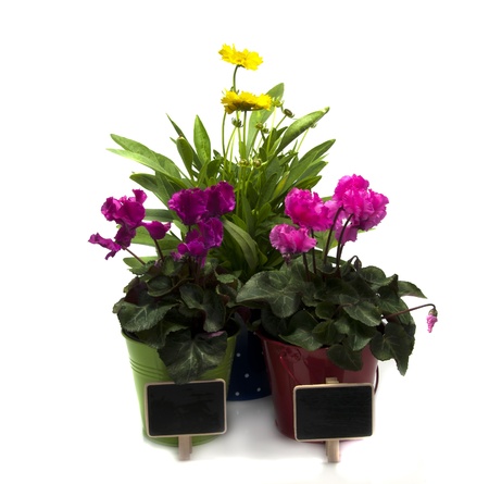 pink and purple cyclame flowers with yellow diasy on isolated white backgroundの写真素材