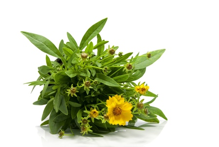 yellow daisy isolated on white with green leavesの写真素材