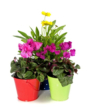 yellow daisyand cyclame isolated on white with green leavesの写真素材