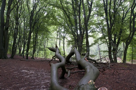 forest with red and green leaves in hollandの写真素材