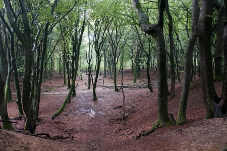  forest in holland with deciduous trees oak and beech in green and redの写真素材