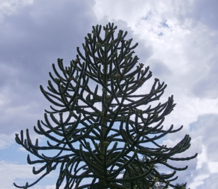 araucaria with blue sky and white clouds in hollandの写真素材