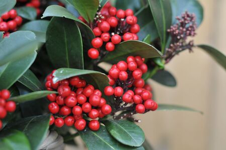 red hully with green leavesの写真素材