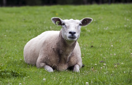 sheep laying in the green grassの写真素材