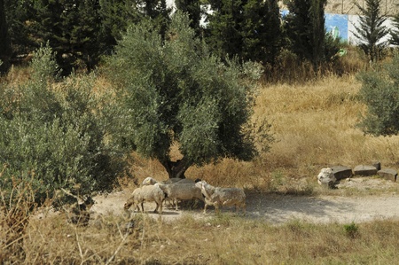 old olive trees with sheepの写真素材