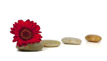 rocks with red flower isolated on whiteの写真素材