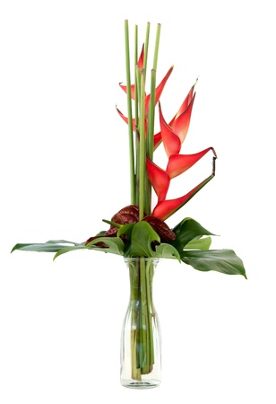 Strelitzia reginae paradis bird flower isolated on whiteの写真素材