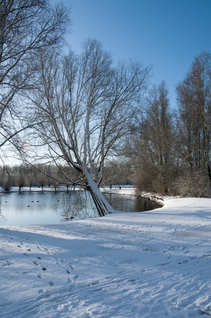 dutch landscape in the snowの写真素材