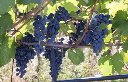 blue grapes outside in Italyの写真素材