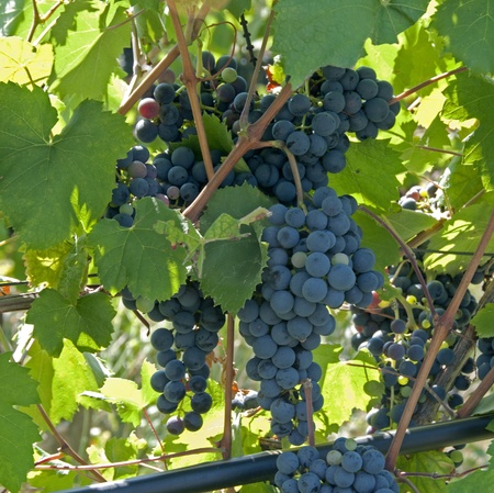 blue grapes outside in Italyの写真素材