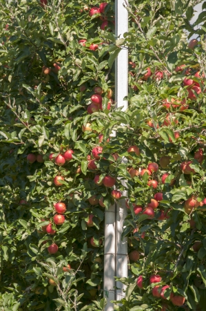 the red delicious apple from north Italy the region Trentinoの写真素材