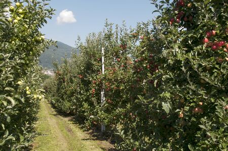 the red delicious apple from north Italy the region Trentinoの写真素材