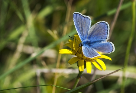 Common Blue butterfly  polyommatus icarusの写真素材