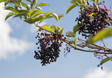 elderberries on green leaves with blue sky and white clouds as backgroundの写真素材