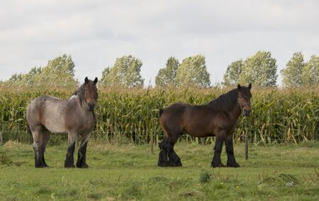 couple of belgium brown horsesの写真素材
