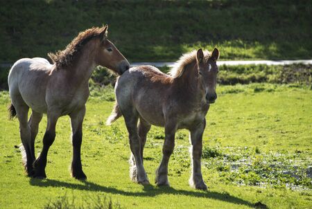 mother and young horse on green grassの写真素材