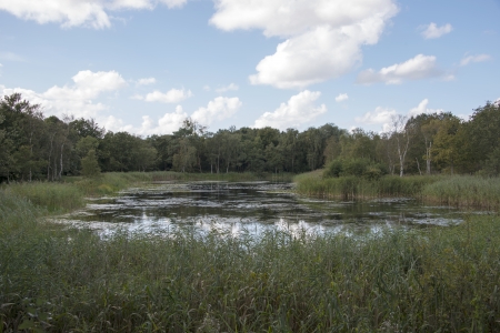 small lake in the dunes of Hollandの写真素材