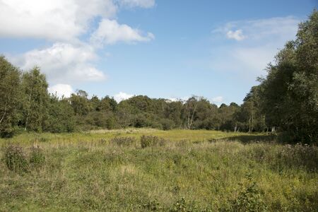trees and green plants in Netherlands natureの写真素材