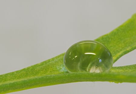 detail water drop on green leaveの写真素材
