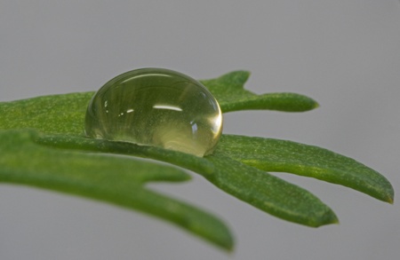 detail water drop on green leave