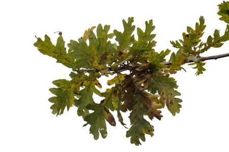 oak leaves isolated on white in autumnの写真素材