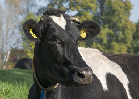 black and white head from a cow looking aside 