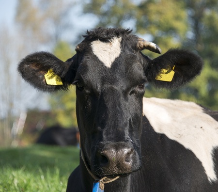 black and white head from a cow looking in cameraの写真素材