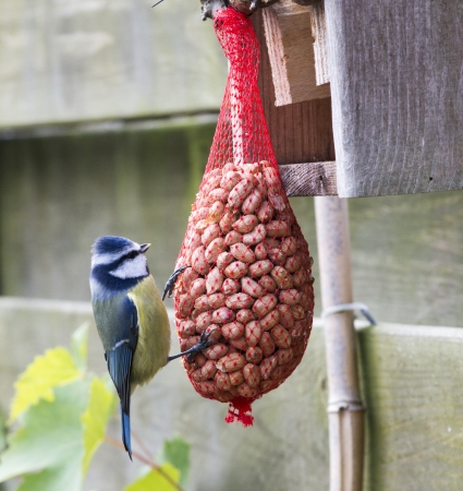 great tit with peanuts as winter feedの写真素材